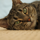 Image for article titled Sigma's Zoomy 18-250mm Lens Review/Rant: Better to Have 1 Lens or Many?